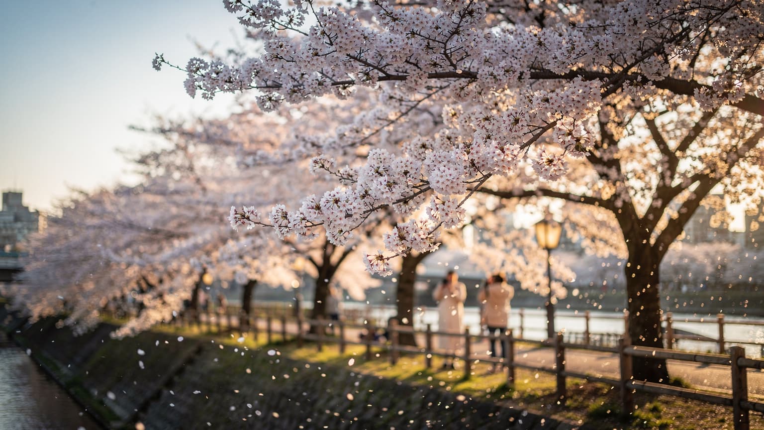 Guia Completo Flores de Cerejeira Japão 2026: Onde e Quando Ver a Sakura